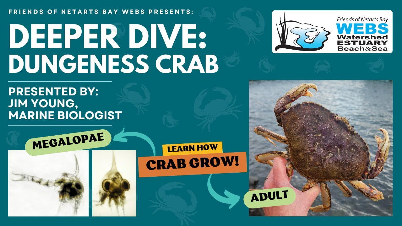 Deeper Dive: Dungeness Crabs, by Jim Young