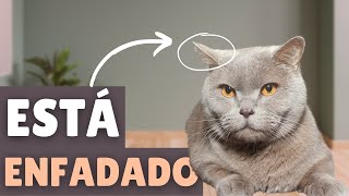 7 SEÑALES de que tu gato está ENFADADO contigo