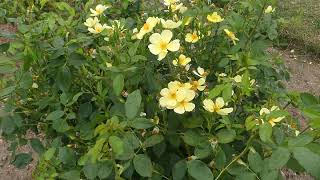 Rosa ´Tottering-Gy-Gently´