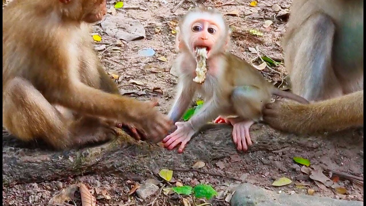 Baby Monkey just born got heavy vomiting and what was wrong with her