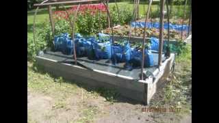 This is Incredible! The Self Watering Grow Bag Grow System! You got to see this!