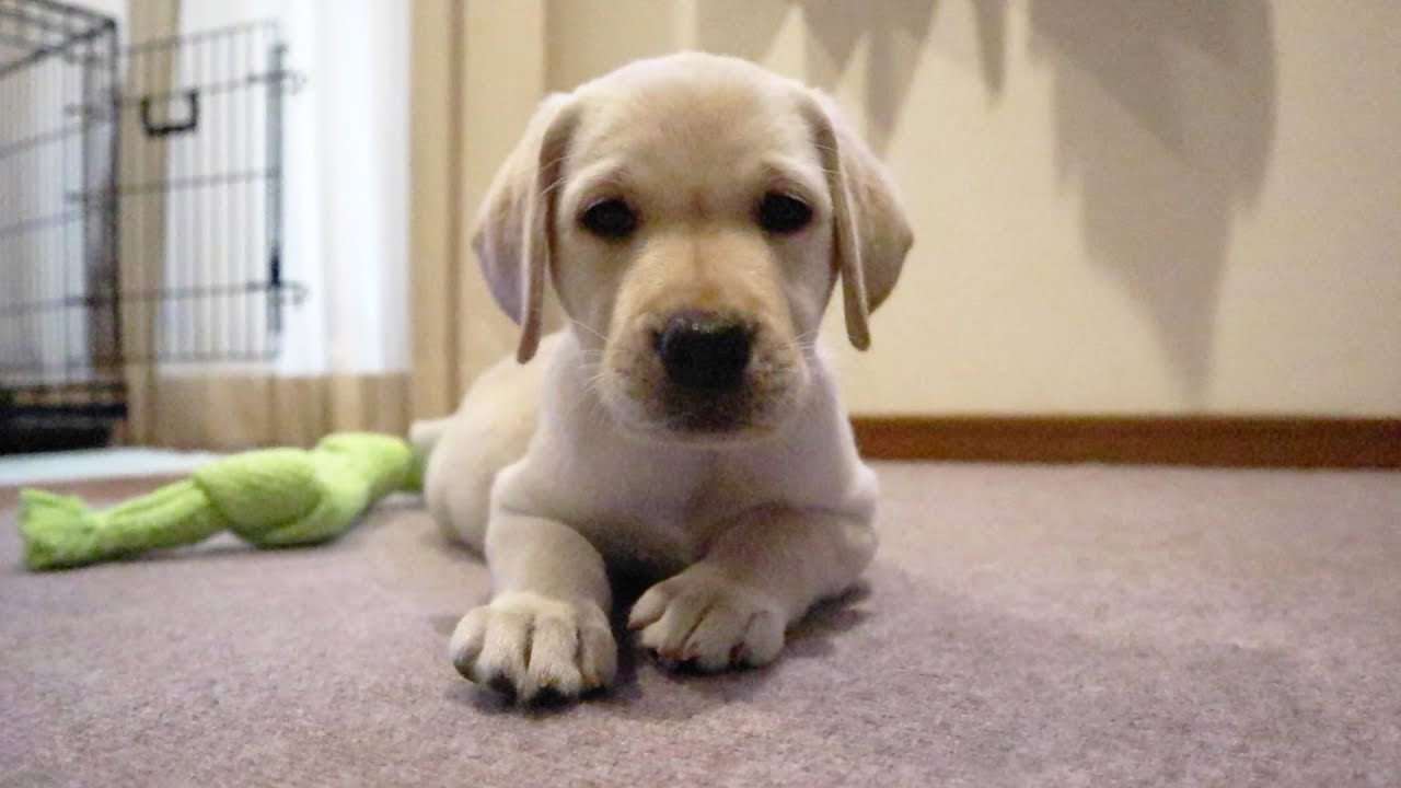 ラブラドールレトリバー子犬 かわいい Labrador Puppy Is Curious Of My Camera Too Cute Youtube ラブラドールレトリバー子犬 かわいい Labrador Puppy Is Curious Of My Camera Too Cute Youtube