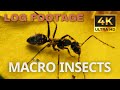FLOWERS, POLLENS,BEES AND ANTS MACRO FOOTAGE