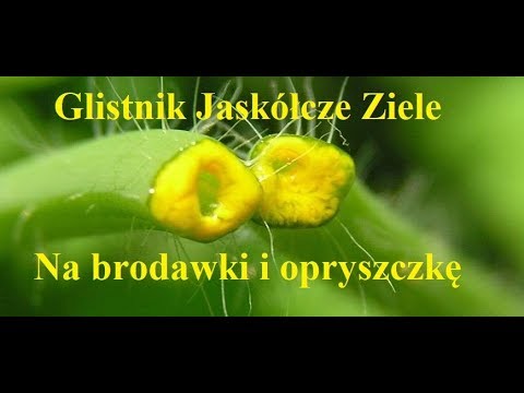 Wideo: Glistnik Na Brodawczaki: Instrukcje Użytkowania, Porady Lekarza