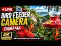 LIVE 4K Hummingbird Feeder Cam in Panama 🇵🇦 (Tropical Birds 24/7)