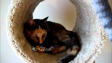 Hot Cats Organic Catnip Toys!