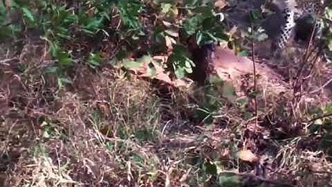 Python Too Aggressive, Leopard Cub Can