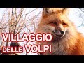 FOX VILLAGE: DOVE SI COCCOLANO VERE VOLPI IN GIAPPONE