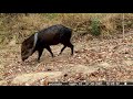 Pecari de collar, saino vida silvestre en Reserva Natural Punta Gorda