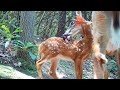 Intimate Closeup: Doe with beautiful new suckling fawn in Haywood Knolls, Hendersonville, NC.