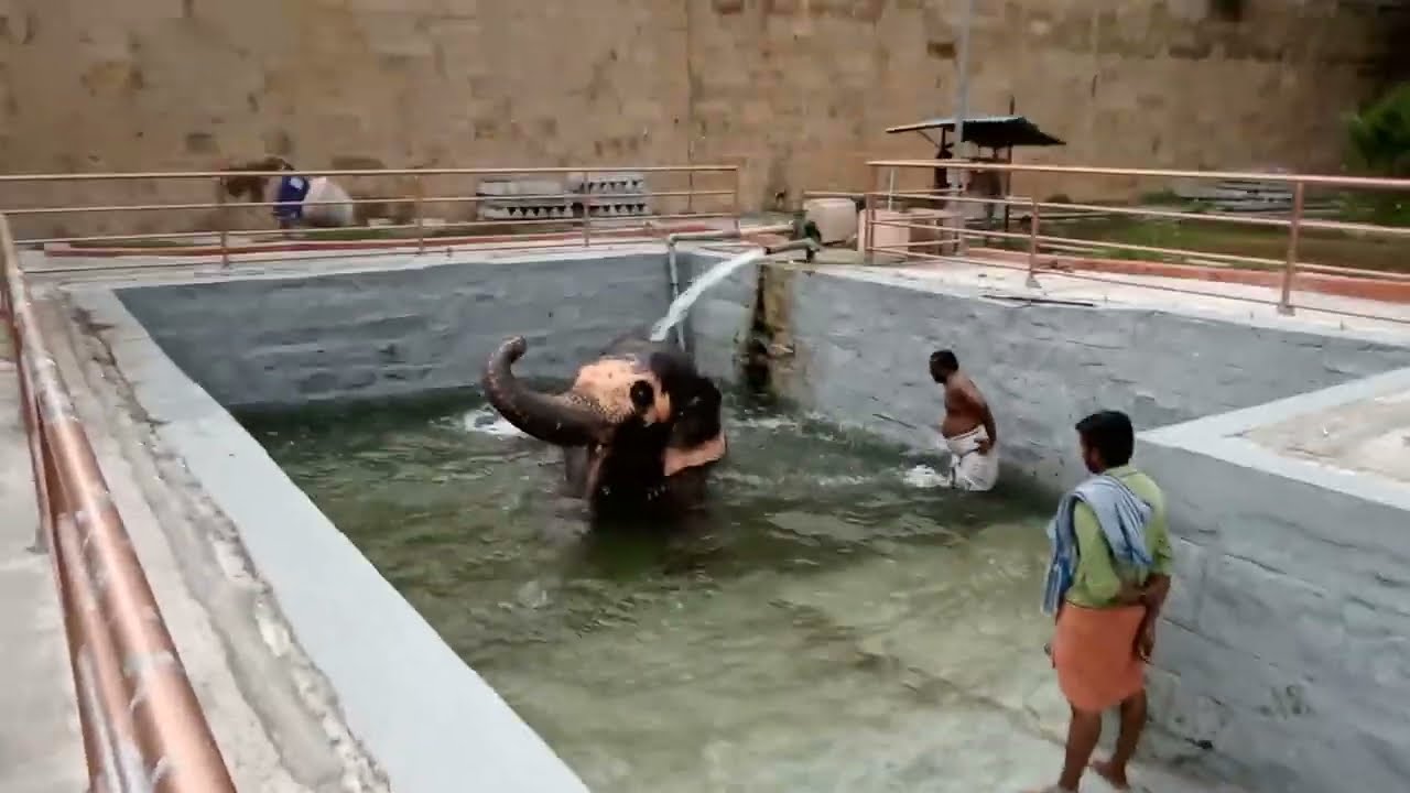 ELEPHANT BATH THIRUVANAIKOIL JAMBUKESHWARAM ELEPHANT AKILA AKHILA 