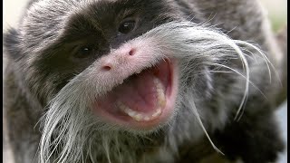 10 Types of Monkeys 2 by Facts Base 1,137 views 1 year ago 8 minutes, 10 seconds