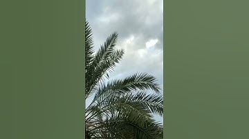 #اسلام_صبحي #خواتيم_سورة_المؤمنون #quran #قرآن_كريم #قرآن #فلسطين #islam #trending #آيات #غزة #ساره