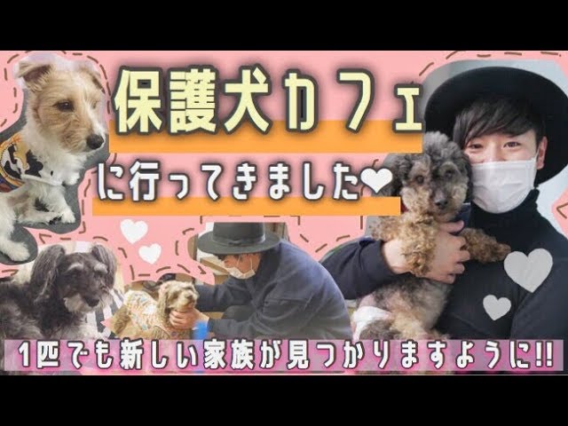 拡散希望 新しい家族を待ってます 保護犬カフェってこんな所 保護犬カフェ立川店 へ Youtube