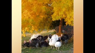 video thumbnail for: truly free range chickens: up sides and down sides