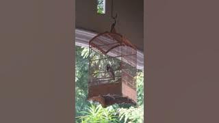 Jalak suren nganjuk full isian joss