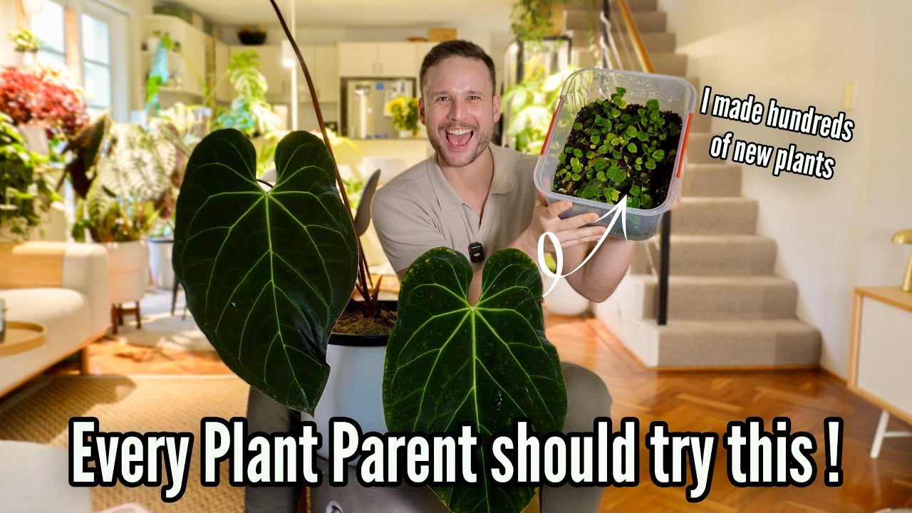 How to make A LOT of Anthuriums, for FREE !!