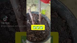 Como reproducir higueras gratis🌳✅#elmanualdelagricultor #higo #higuera #esquejes #brevas