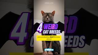 4 WEIRD Cat Breeds You Didn't Know! #shorts