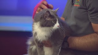 Pet Tails: Meet 'ball of fluff' and 'vocal' Victoria