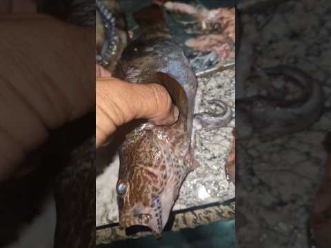 أجيو تشوفو شنو لقيت هاد الحوتة واكلة صيدالسمك صيد بحر