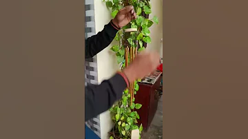Wind Chimes Windchimes Fengshui Positivevibes Positiveenergy Vastu Homedecor Balconygarden 