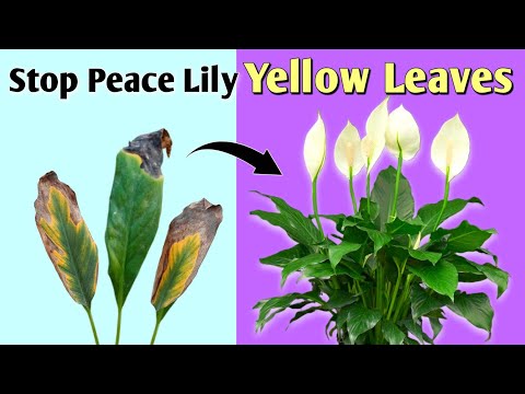 منع اصفرار أوراق زهرة السلام 4 طرق مجربة العناية بنبات زهرة السلام