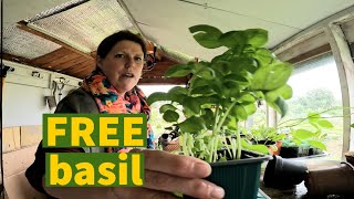 18 FREE basil PLANTS