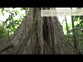 Fieldwork in the Peruvian Amazon | Trees, Saplings and Seeds