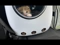 おでかけした後に子猫がガンギレしてしまいました・・・