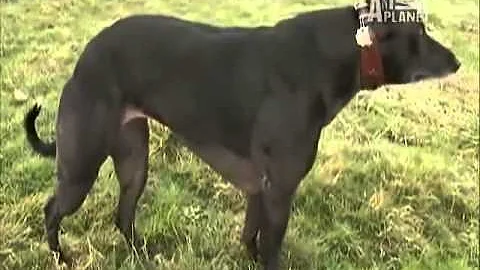 Strongest dog in the World, Wendy the Whippet (By Animal planet)
