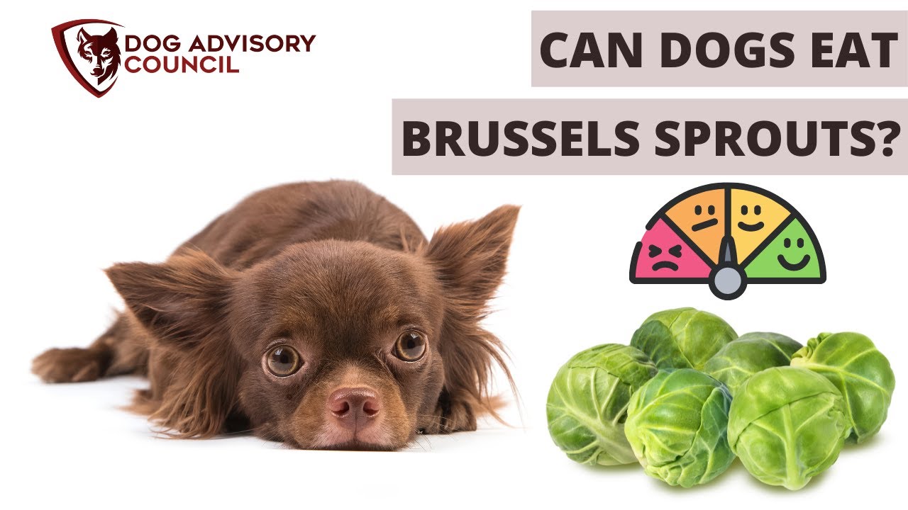 is brussel sprouts safe for dogs