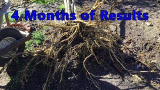 Removing Soil from a Heavy Root Ball before Transplanting by Do It Yourselfer Home and Garden Guy 874 views 10 months ago 6 minutes, 57 seconds