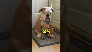 똑똑하지 않아도 괜찮아...귀여우니까🐶  #강아지 #댕이수랏간 #shortvideo