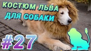 как сделать самодельный костюм льва для собаки как сделать самодельный костюм льва для собаки