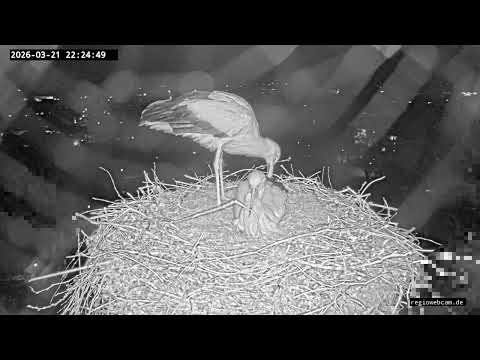Kirchzarten Stork Nest Second Egg 2026 live cam preview