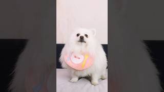 Magical physics experiment! #funny #pets #smartnico #cute #funnydogs