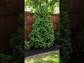Mulch doesn’t just cover the ground—it changes the entire look of your yard