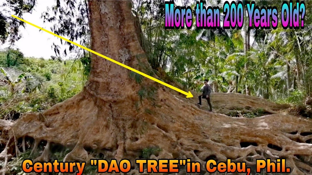 Dao Century Tree: Featuring the Widest and Biggest Tree in Cebu Philippines!