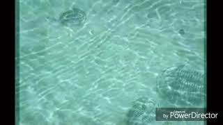 Spongebob BC Title Card Blank (2004)