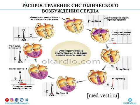 Бейне: Таралудың қалыпты екендігін қалай тексеруге болады