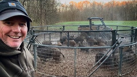 Trapping WILD HOGS through TORNADOES and FLASH FLOODS.