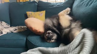 My Fluffy Dog Goes Nuts Rolling Around On The Couch!