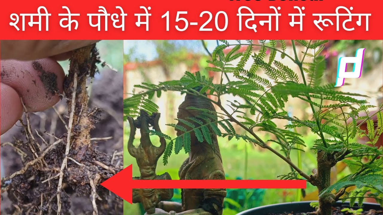 Shami plant Ground layering for beginners | how to propagate shami plant  | शमी का पौधा
