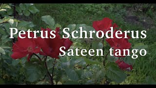 Petrus Schroderus - Sateen Tango