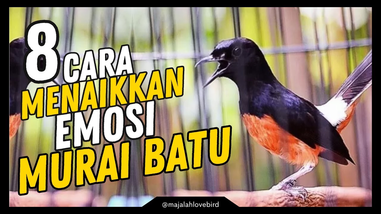 8 Cara Menaikkan Emosi MURAI BATU Agar Mental Kuat & Agresif