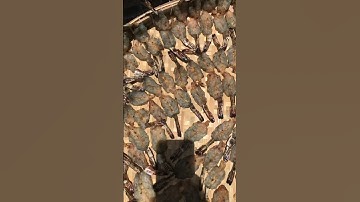 Tôm sú vuông Cà Mau đẹp ngon khỏi chê #foodie #cooking #shorts #viral