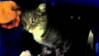 Stevie, Blue Tabby And White Young Male Cat, Friendly, Neutered, Very Beautiful