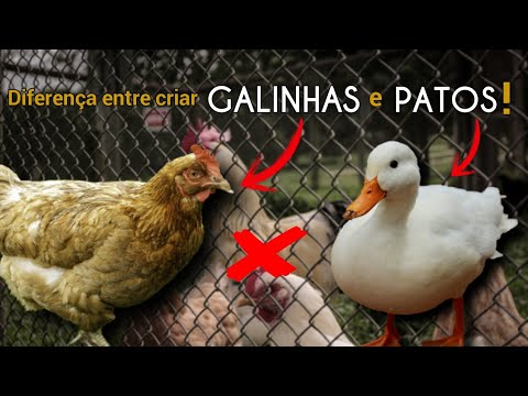 Vídeo: Diferença Entre Pato E Frango