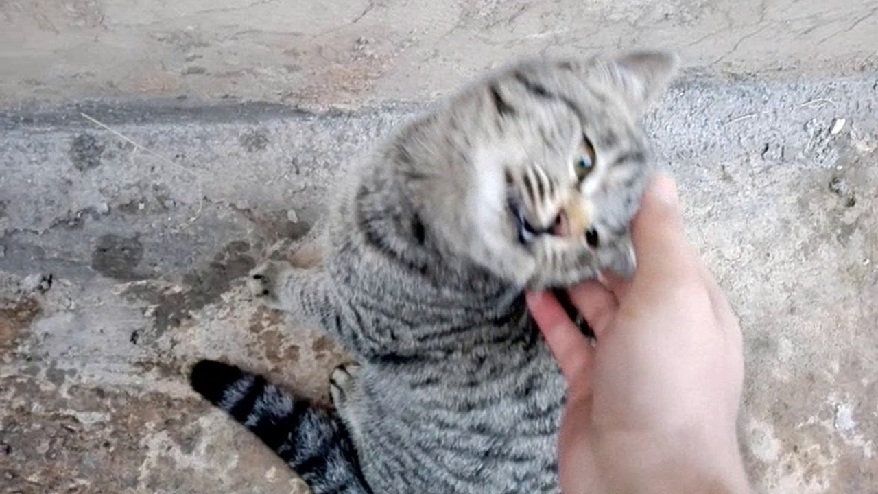 Cats in the village Episode 1 :meeting the kittens - YouTube